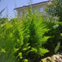 فروش گل لافسون