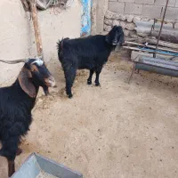 بزغاله|حیوانات مزرعه|آبدانان, |دیوار