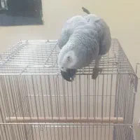 کاسکو دم قرمز