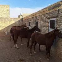 خرید وفروش اسب قیمت مناسب (پالونی)|اسب و تجهیزات اسبسواری|لنجان, |دیوار