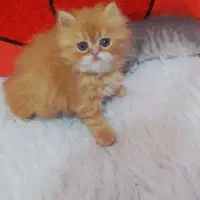 پرشین نر و بریتیش ماده