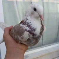 کفتر شازده نر