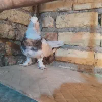 کبوتر رنگی|پرنده|لنجان, |دیوار