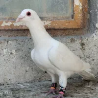 کفتر نر وماده