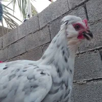 مرغ خروس گلین|حیوانات مزرعه|برازجان, |دیوار