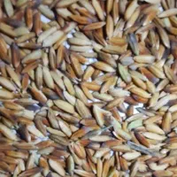 شلتوک امسال خشک شده