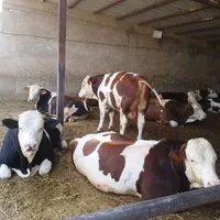 گوساله چاق