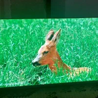 تلویزیون32اینچ هایسنس دیجیتال سرخوداکبند|تلویزیون و پروژکتور|اهواز, پردیس دو|دیوار