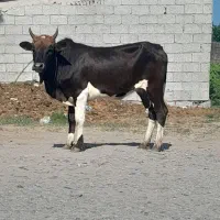 لیشه چالوسی نافدار پا به تخم گاو گوساله