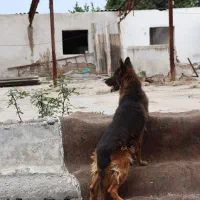 واگذاری سگ ژرمن|سگ|گرگان, |دیوار