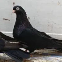 زاغ ساده