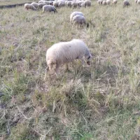 گوسفند شکم دار|حیوانات مزرعه|املش, |دیوار