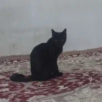 گربه فروشی
