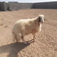 بره قوچی سنجابی|حیوانات مزرعه|بردسکن, |دیوار