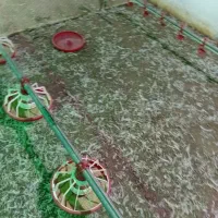 کودمرغداری کاملاخشک وگونی زده