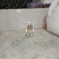 طوقی سده دم سفید پشتی|پرنده|جغتای, |دیوار