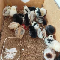 جوجه مرغ و خروس برهما غول پیکر و گلین و کوشین