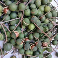 فروش محصول در مازنداران فریدونکنار قیمت توافقی