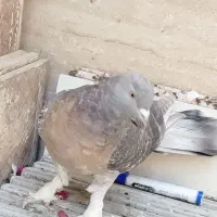 کفتر ترکیه ای نر و ماده   و گوک سوسنی ترک|پرنده|شیراز, رکنآباد|دیوار