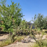 بهشت-کوچک-1000-متری-با-میوه-های-بارور