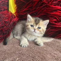 مجموعه گربه های اصیل (بریتیش / پرشین / اسکاتیش)|گربه|اصفهان, جلفا|دیوار