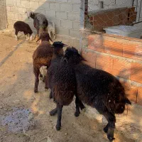 یک راس دوقلو بره ها نر و سه راس بره نر کردستانی ا|حیوانات مزرعه|آق قلا, |دیوار