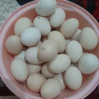 تخم مرغ محلی