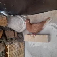 کبوتر|پرنده|آشخانه, |دیوار
