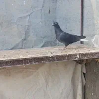 سیاه دم سفید پاک دم