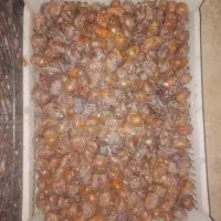 خرما گنطار