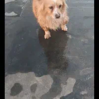 شخصی سگ