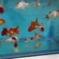 فروش انواع ماهیان زینتی|ماهی|بیلوار, |دیوار