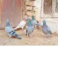 اطراف فریمان