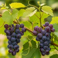 نـهال شلــیل مغان  زودرس شیرین و پرطرفدار|خدمات باغبانی و درختکاری|خمین, |دیوار