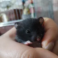 بچه همستر|موش و خرگوش|آبادان, |دیوار