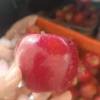 سیب لبنانی درجه 1