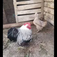 کوشین|حیوانات مزرعه|اصفهان, شیخ طوسی|دیوار