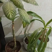 گل ها|گل و گیاه طبیعی|کازرون, |دیوار