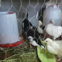 تخم مرغ گلین لری اصل|حیوانات مزرعه|مشهد, دانشجو|دیوار