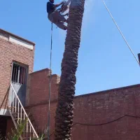 قطع نخل بریدن  استادنخل موریانه هرس نخل درخت|خدمات باغبانی و درختکاری|اهواز, شهرک نفت|دیوار