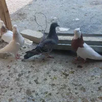 کبوتر|پرنده|دره شهر, |دیوار