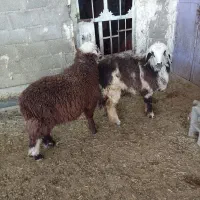 دوتا بره نروماده سبک و کاوه تهه بختیاری