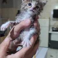 واگذاری تعدادی گربه