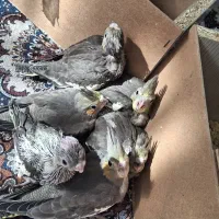 جوجه عروس هلندی