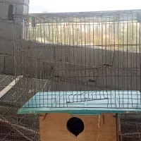 قفس پران ولانه عروس هلندی|لوازم جانبی حیوانات|رامسر, |دیوار