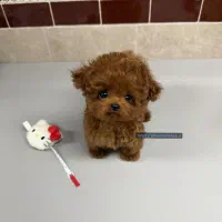 شکلاتی
