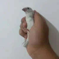 فنچ نرگسی سیلور