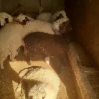 بره چاق باب قصابی|حیوانات مزرعه|سرپل ذهاب, |دیوار