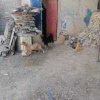 کهره ماده|حیوانات مزرعه|شیراز, شهرک گلستان شمالی|دیوار