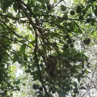 زمین مسکونی چهار دیواری|فروش زمین و ملک کلنگی|رضوانشهر, |دیوار